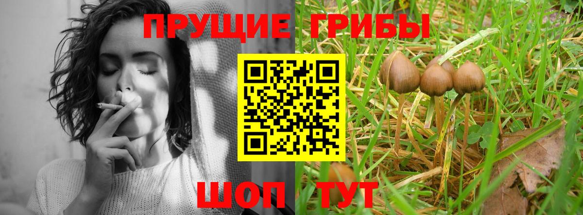 Псилоцибиновые грибы Psilocybe  Белая Калитва 